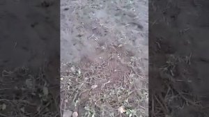 Картофелекопалка  для мотоблока МТЗ-05 самоделка