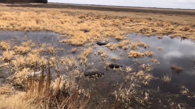 Канада. Жизнь в загородном доме 93. 18 марта 2021 года. смотреть онлайн