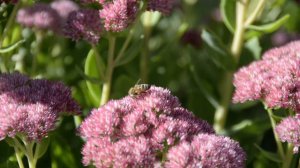 Bees and Butterfly on Sedum Autumn Joy - Fourth Clip