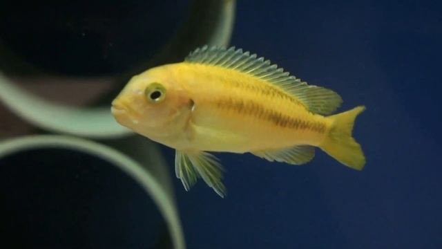 Псевдотрофеус Йохани (Pseudotropheus Johanni)