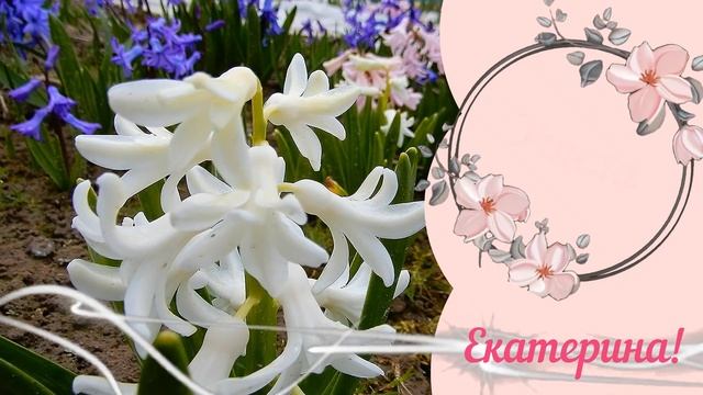 Екатерина, С праздником! Красивое нежное поздравление для Екатерины, Катеньки, Катюши! смотреть онлайн