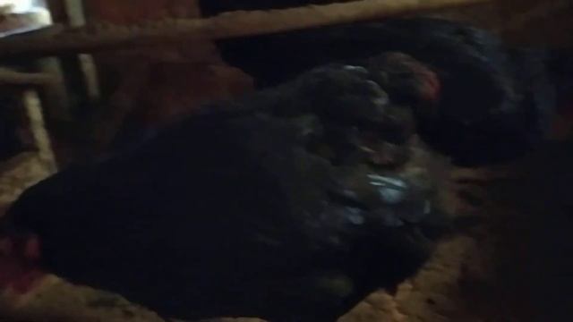 Воробей- птица домашняя. Носимся за курицей! Наказ курам! смотреть онлайн