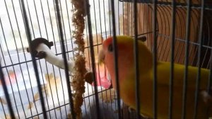 Неразлучник говорит привет