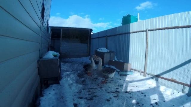 | Наше хозяйство|Павлин на улице| Красивый Фазан| Заходи не пожалеешь|