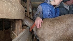 Коза заболела.