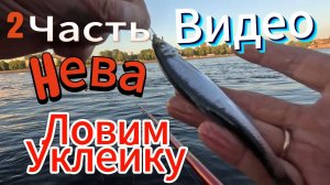 Июнь УКЛЕЙКА НЕВА РЫБАЛКА САНКТ-ПЕТЕРБУРГ