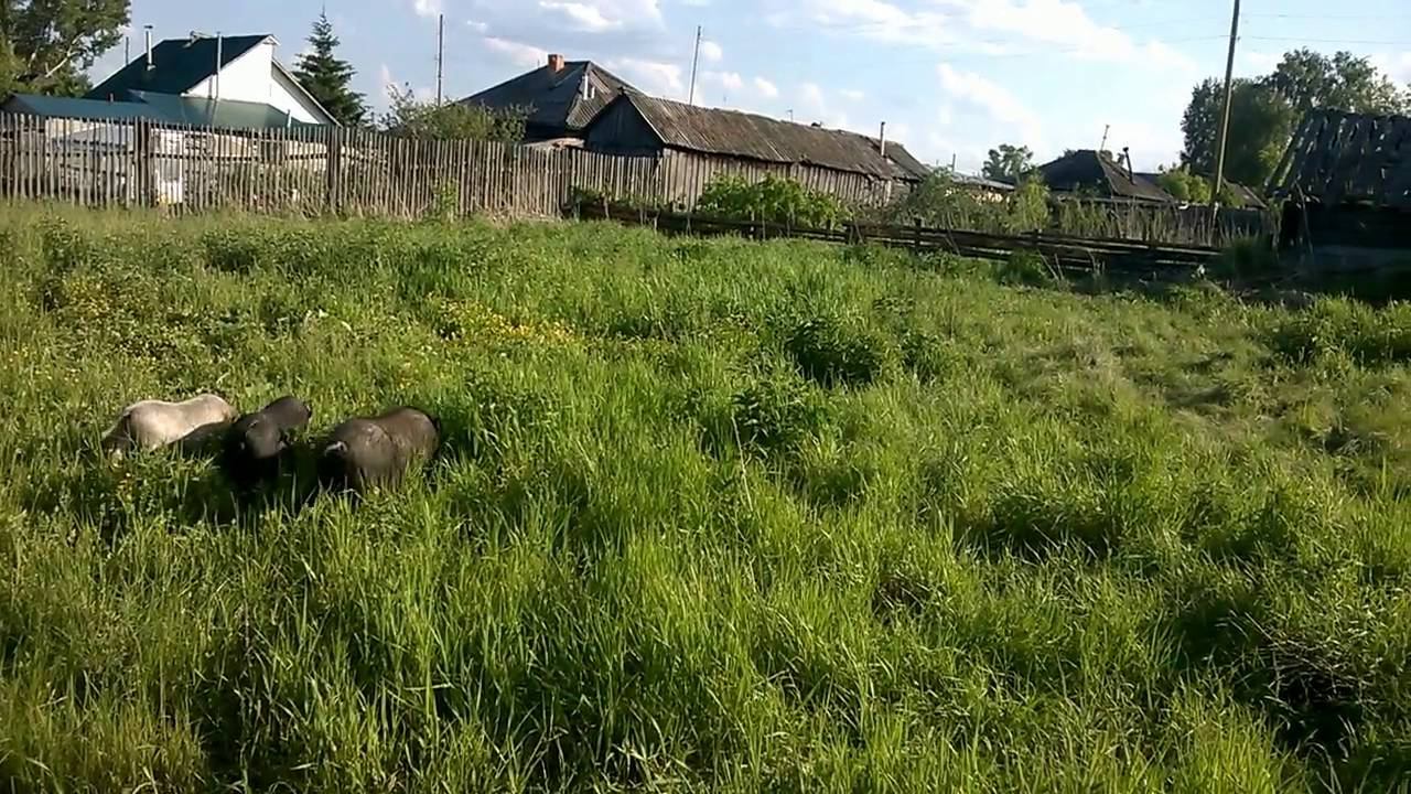 Вьетнамские поросята на пастбище / Зауральское подворье
