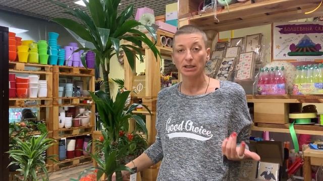 Драцена Жанет Крейг - видеообзор сорта | Неприхотливый крупномер. смотреть онлайн