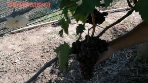 Виноград Альянс 2021г