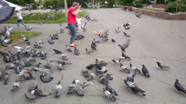 Стая голубей летит на нас смотреть онлайн