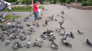 Стая голубей летит на нас