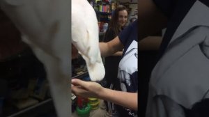 Какаду разговаривает