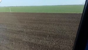 Боронование, посева подсолнуха на 4-й день после посева.