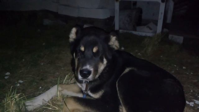 После укуса клеша. Поставил Гемобаланс. смотреть онлайн