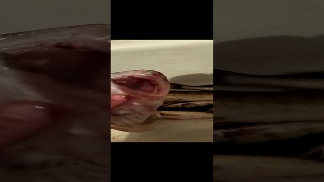 Рекордный судак на 4 килограмма!