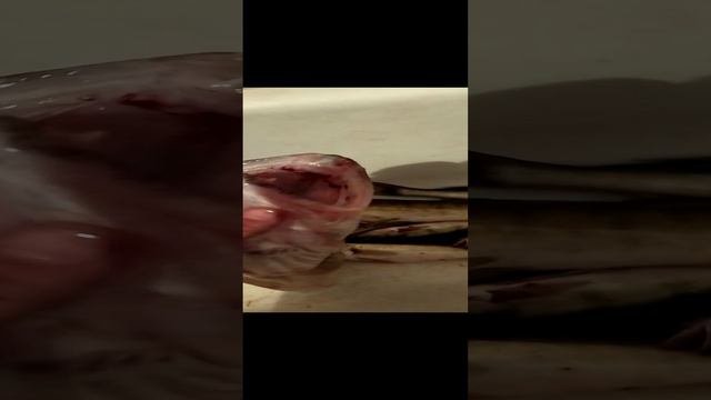 Рекордный судак на 4 килограмма!