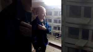 Ржевские турманы от заводчика голубей