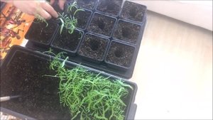 ИПОМЕЯ. Выращивание ипомеи от и до - посев, всходы, пикировка, посадка, вегетация по месяцам.