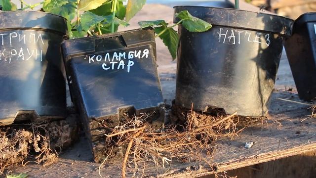 Саженцы ежевики в питомнике