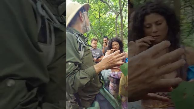 Schechwan pepper, black birch, stick pudding recipe смотреть онлайн