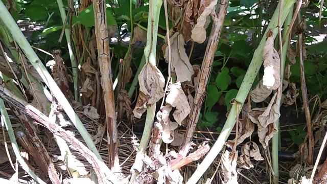 Вырезка летний малины летом. смотреть онлайн