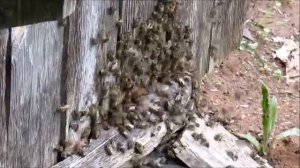 Как ТРУТНИ своим интенсивным лётом создали ощущение Роения на ПАСЕКЕ.