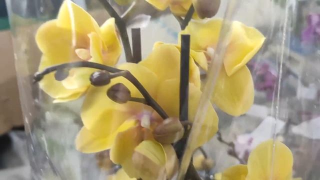 №715/ ЭКСКЛЮЗИВНЫЕ, сортовые ОРХИДЕИ в с/ц РОСТОК смотреть онлайн