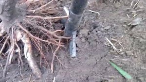 К чему приводит заглубление саженца персика.