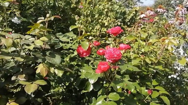 Роза (сказка) , как и чем можно вылечить черную пятнистость смотреть онлайн