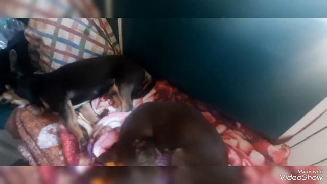 БАКЛАЖАНЫ МРИНОВАННЫЕ  БЫСТРОГО ПРИГОТОВЛЕНИЯ❤️РЕЦЕПТ