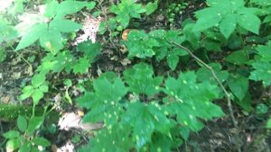 Грибы Подорешники