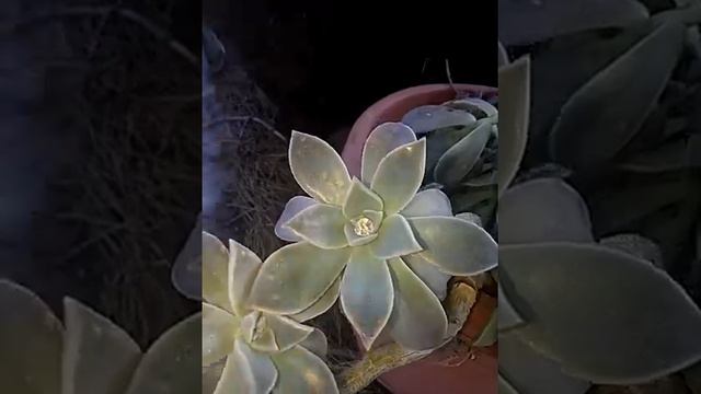 Succulentville смотреть онлайн