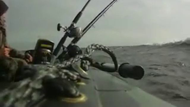Онежский лосось