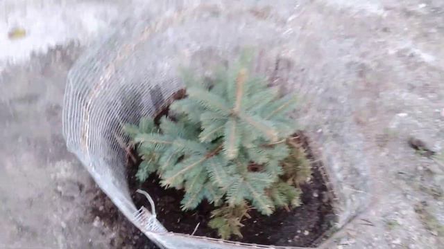 Облаштовую нові ділянки. Висаджую хвойні. Пересадка квітів і кущів.