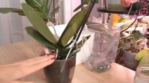 ГНИЛЫЕ корни орхидеи. Вторая обработка. Варианты применения препаратов на гнилых корнях.