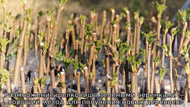 Как размножается шелковица