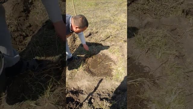 ЭТО НЕВЕРОЯТНО!!! Правильная посадка грецкого ореха ?Заставьте свой ореховый сад работать на Вас!!!