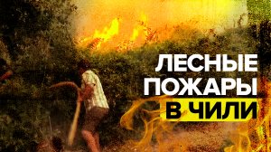 В Чили бушуют лесные пожары — видео