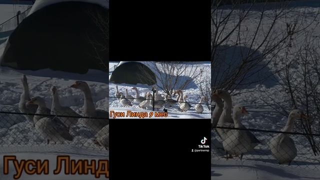 гуси Линда 9 месяцев Пильнинский район смотреть онлайн