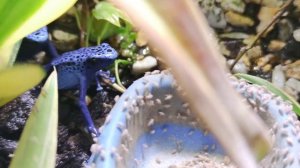 Лягушки древолазы снова кушают/Dart poison frog eat again