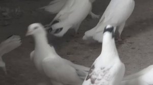 Широкохвостые голуби Александра Черного Краснодаре!