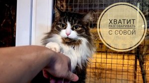 Сова сидит на жопоньке и слушает, как я говорю с собой и немного с котом о вечном