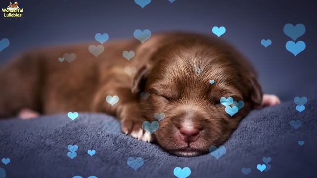 Sleep Music For Dogs And Puppies ♫ Calm Your Dog Effectively ♥ A Soothing Lullaby For Dogs смотреть онлайн