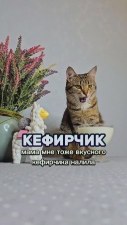 А вы любите кефирчик? #животные #котики #еда