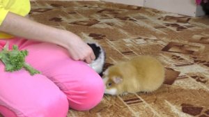 Морские СВИНКИ ГУЛЯЮТ по комнате / хомки завидуют / Guinea pigs are walking / Alisa Easy Pets