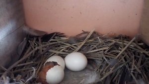 Вылупление голубенка из яйца часть 2