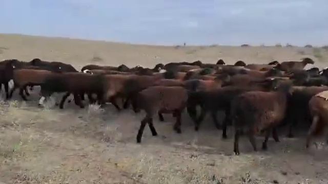 100бас гиссар ұрғашы тоқты 45000тг саудасы бар,Сарыағаш ауданы,Әлімтау ауылы, +7 771 824 0793