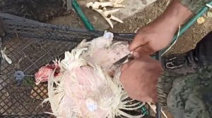 Обработка птицы в перосъемной машине Иркутянка ПМ-3