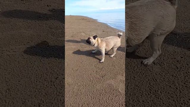 #мопс #природа #питомец #собака #море