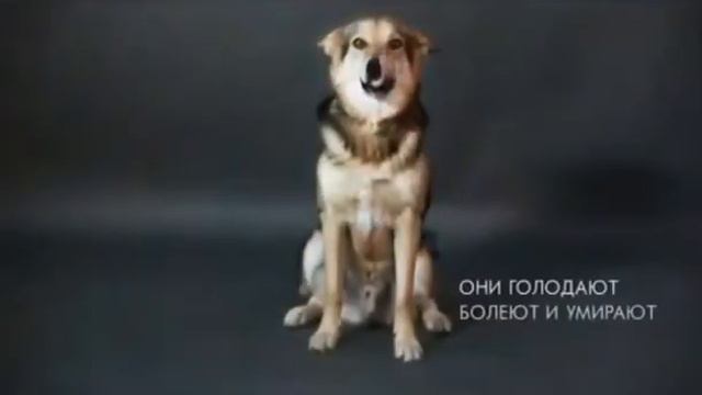 мы в ответе за тех кого приручили 🐕🐈 #животные #собака #кошки #братьянашименьшие #россия